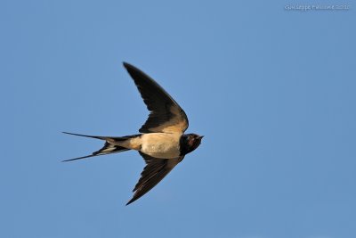 Hirundo rustica