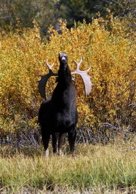 teton_natl_park