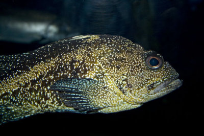 FISH_1124.jpg