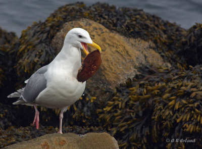 Herring Gull