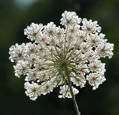 Queen Annes Lace