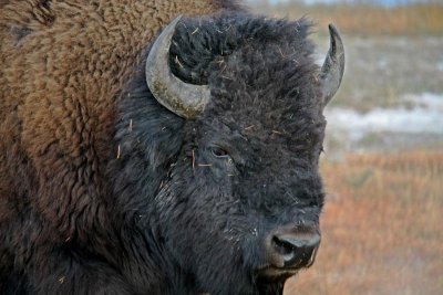 North American Bison