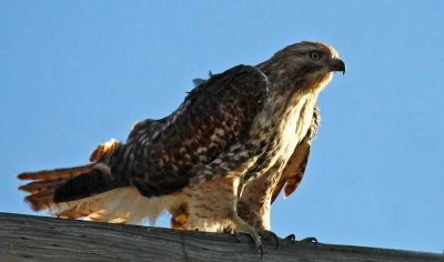 Red-Tailed Hawk