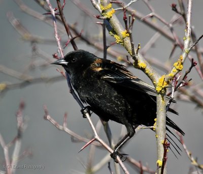 Spring Birdsong
