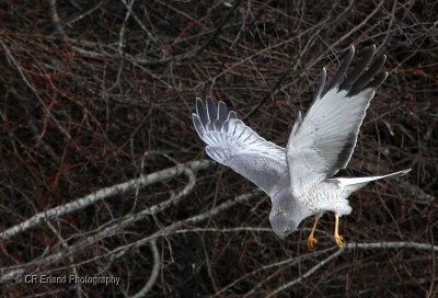 Hovering