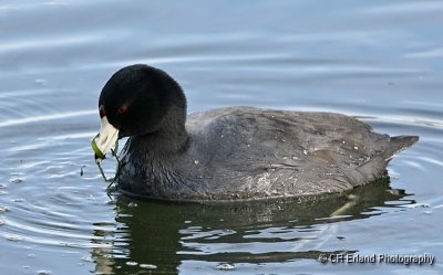 American Coot