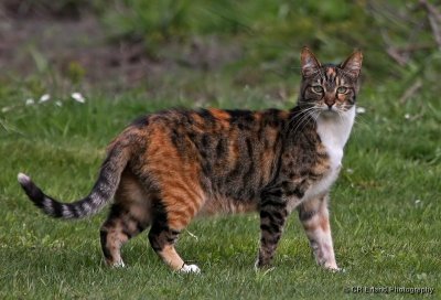 On the Prowl