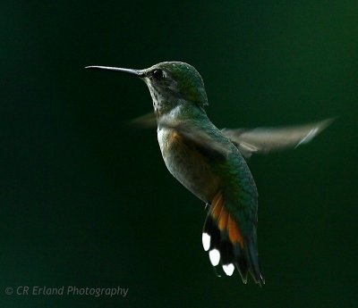 Hovering in the Light