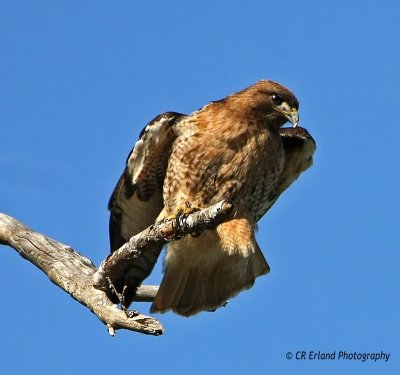 Red-Tailed Hawk