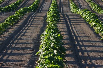 Shadows in the Pumpkin Patch