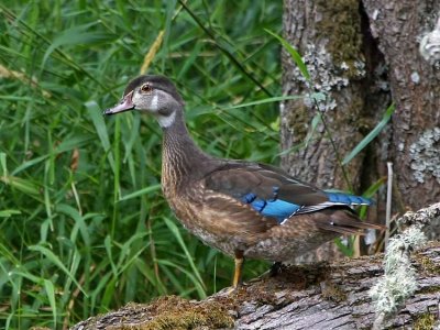 Wood Duck