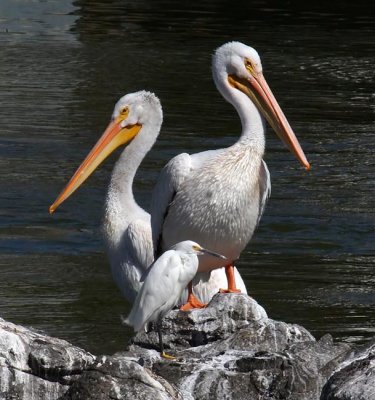 American White Pelicans - Snowy Egret