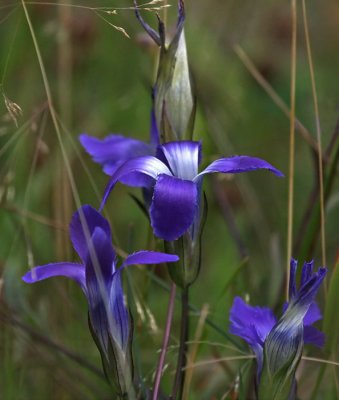 Wild Flowers
