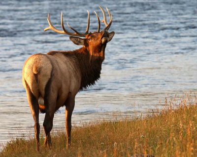 Bugling Elk