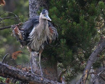 Great Blue Heron on a Limb