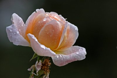 Last Rose of the Season