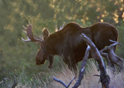 Palouse Moose