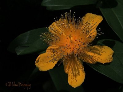 St Johns Wort