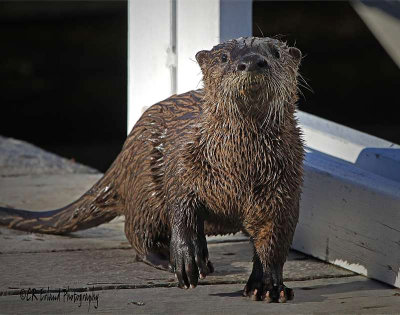 ...and why are you on my dock?