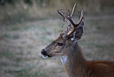 Shedding Velvet