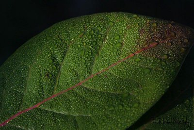 Raindrops on a Green Leaf