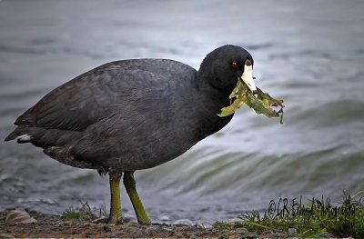 American Coot
