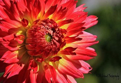 A Burst of Colour