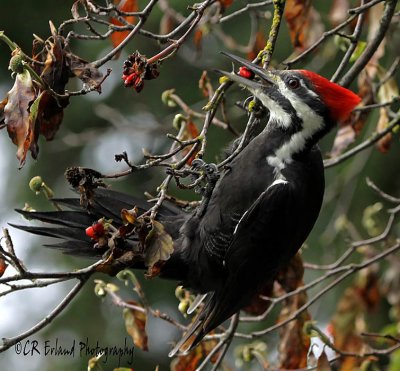 An Autumn Feast
