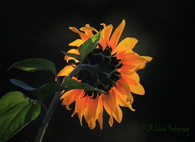 Pointing to the Light