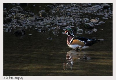 Wood Duck