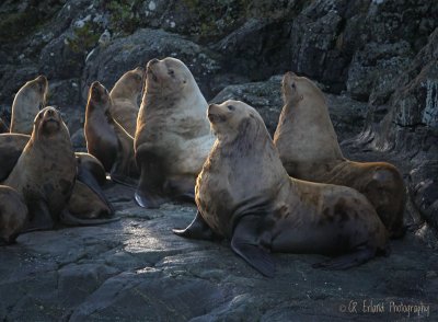 Aquatic Animals, Fish and Crustaceans