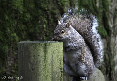  Chipmunks, Squirrels, Raccoons and Rabbits