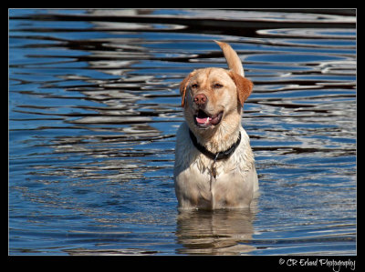 One Happy Dog
