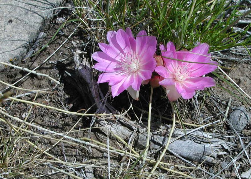 MOUNTAIN FLOWER: THE BITTER ROOT