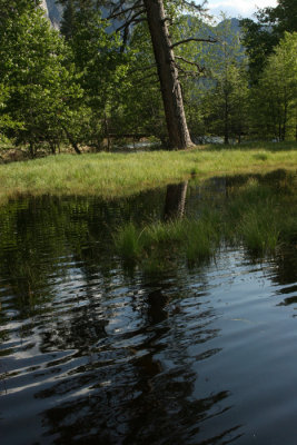 POND IN YOSEMITE NP