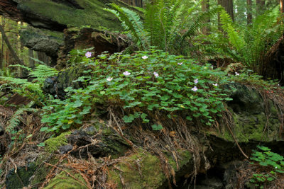 AVENUE OF THE GIANTS