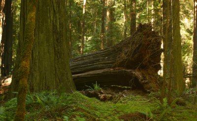 AVENUE OF THE GIANTS