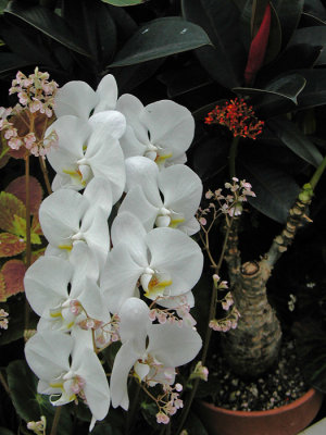 CONSERVATORY OF FLOWERS
