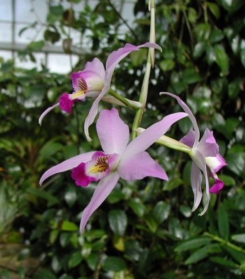 CONSERVATORY OF FLOWERS