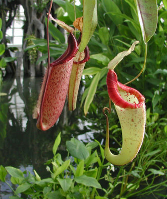 CONSERVATORY OF FLOWERS
