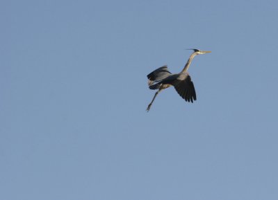 BLUE HERRON TAKING OFF