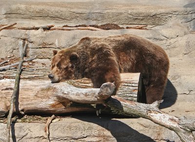 BEAR RESTING, CLEVELAND ZOO