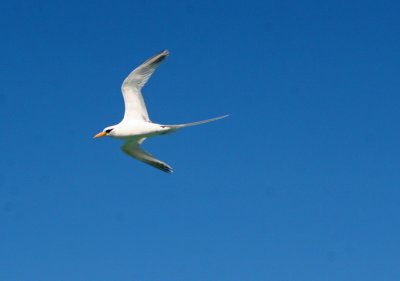 LONG TAIL