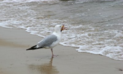 GULL AND STARFISH