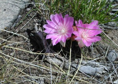 MOUNTAIN FLOWER: THE BITTER ROOT