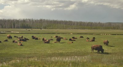 BISON AND ELK