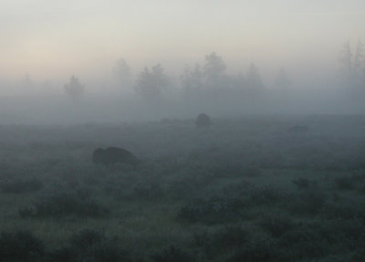 BISON IN THE MORNING MIST