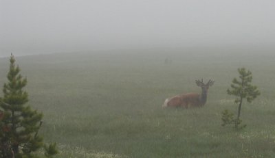 ELK IN THE MORNING MIST