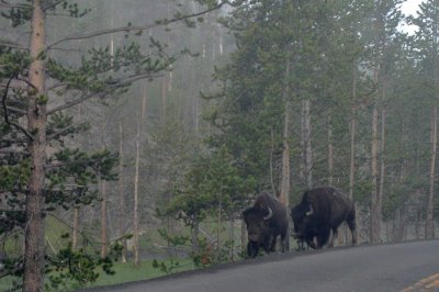 BISON ON THE ROAD