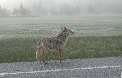 AN ANXIOUS COYOTE